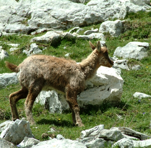 Camoscio d''Abruzzo Rupicapra pyrenaica ornata